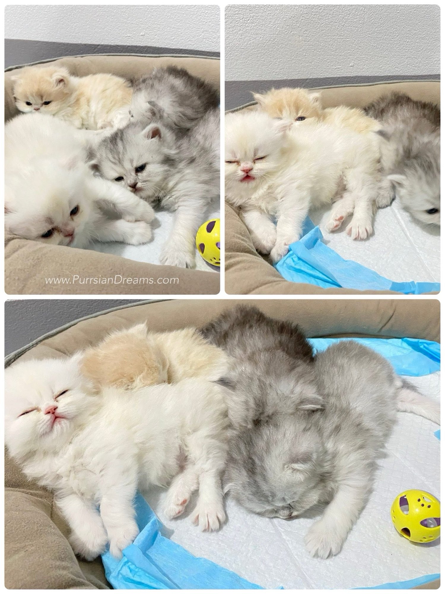 Persian kittens cuddling together in their bed