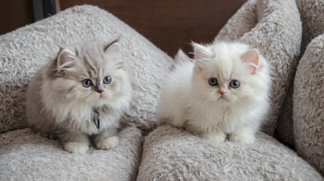 Two silver Persian kittens sitting side by side on a sofa.