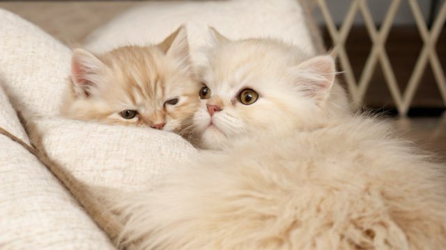 Two Persian kittens cuddling together on a blanket.