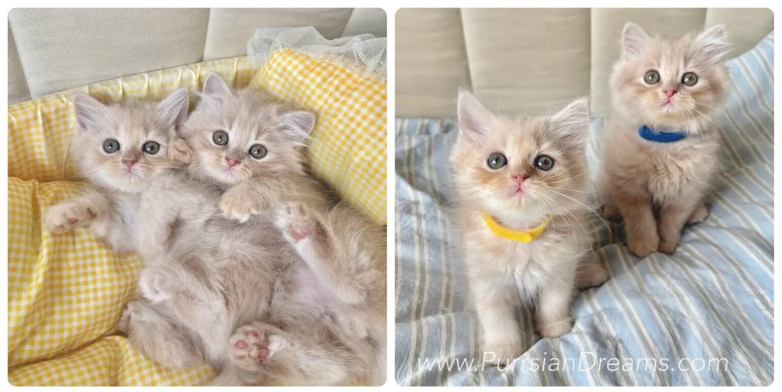 Two cream shaded Persian kittens reserved for adoption, one wearing a yellow collar and one wearing a blue collar.