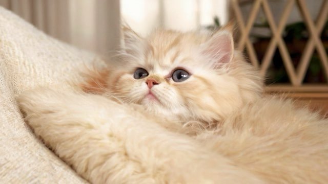 Persian kitten
