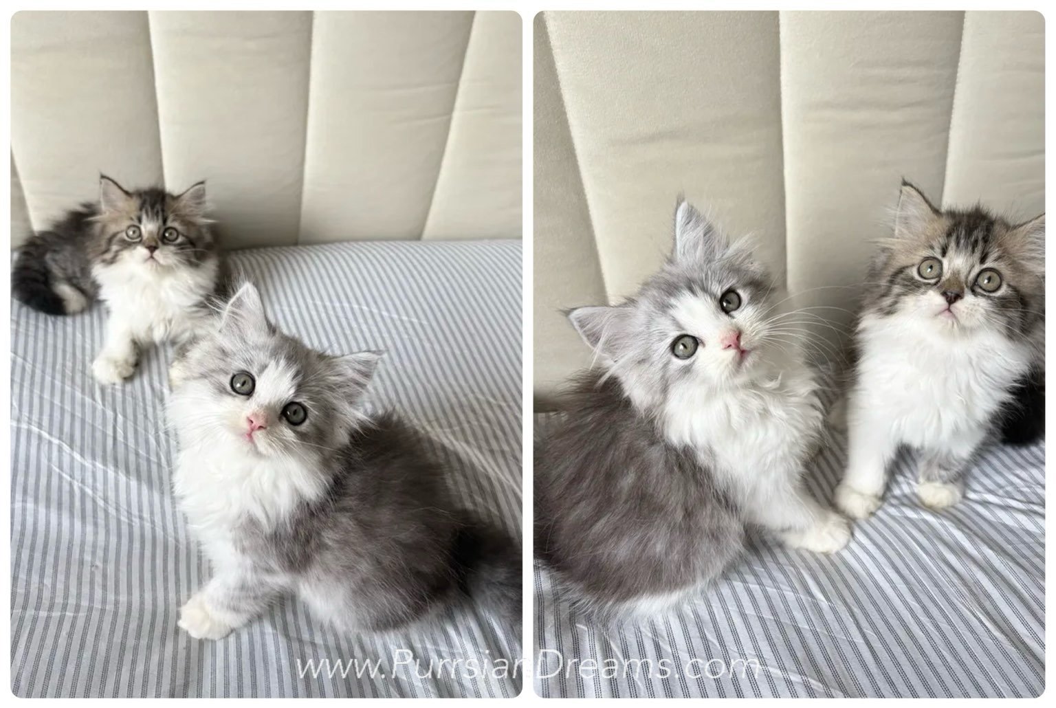 Two Persian kittens reserved for adoption: brown tabby & white female and silver shaded female on a striped blanket.