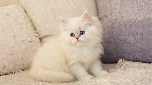 White Persian kitten with blue eyes resting on a cream sofa.