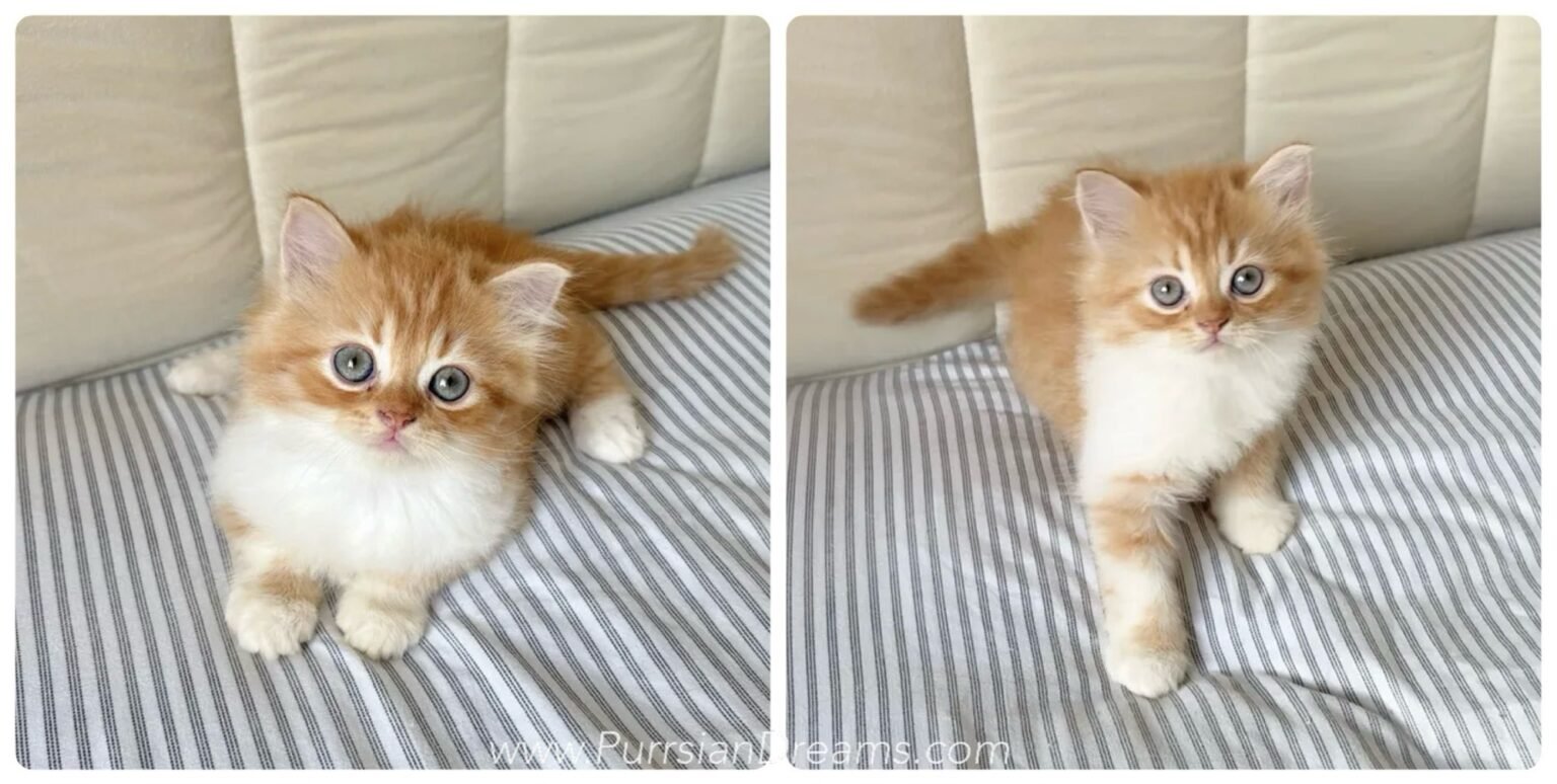 Red Tabby and White Persian female kitten with round eyes, now reserved.