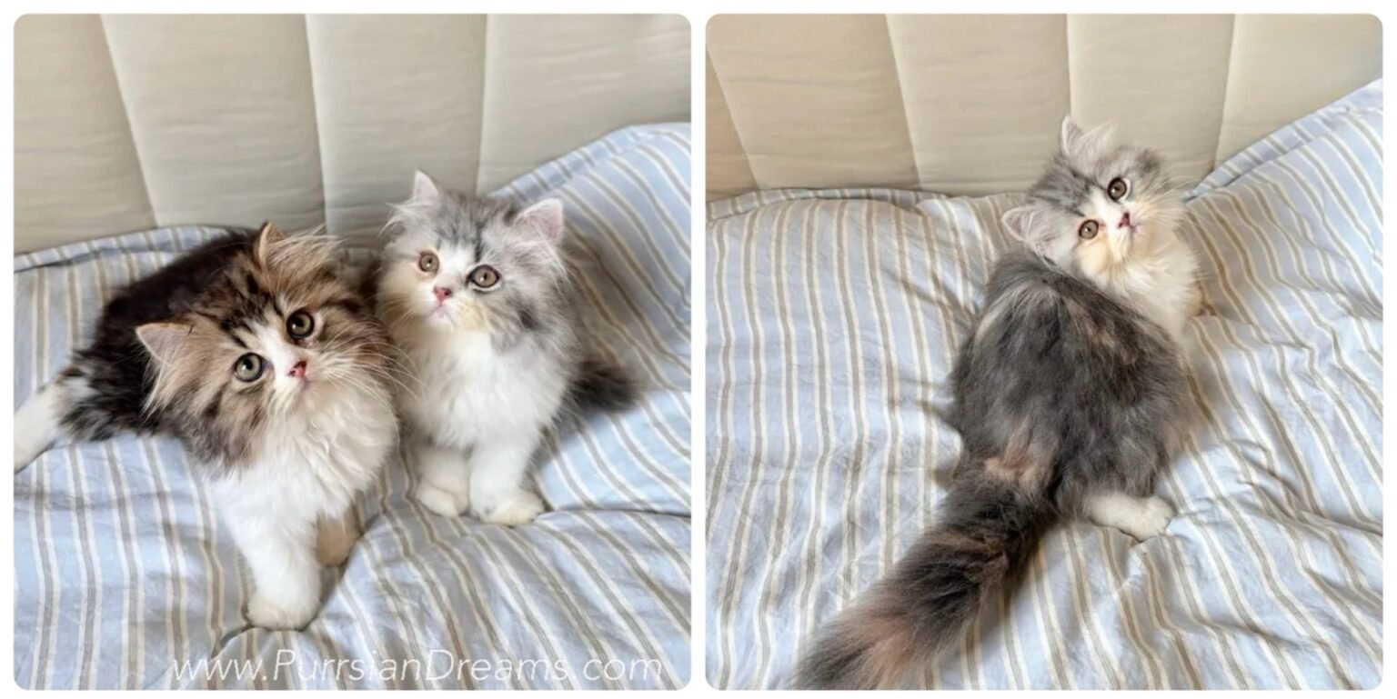 Two Persian kittens reserved for adoption: brown tabby and white male with copper eyes, and dilute calico female with blue-cream-white coat.